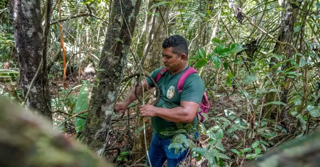 Amazônia