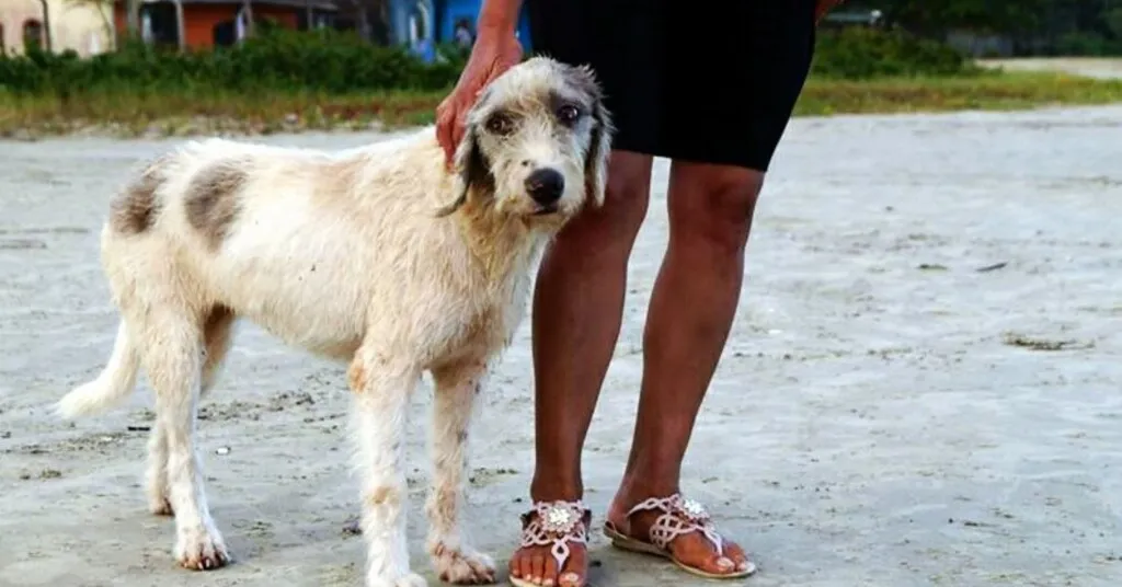 Castração gratuita de cães e gatos