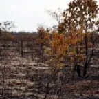 Cientistas pedem que crise climática seja declarada emergência global de saúde pública