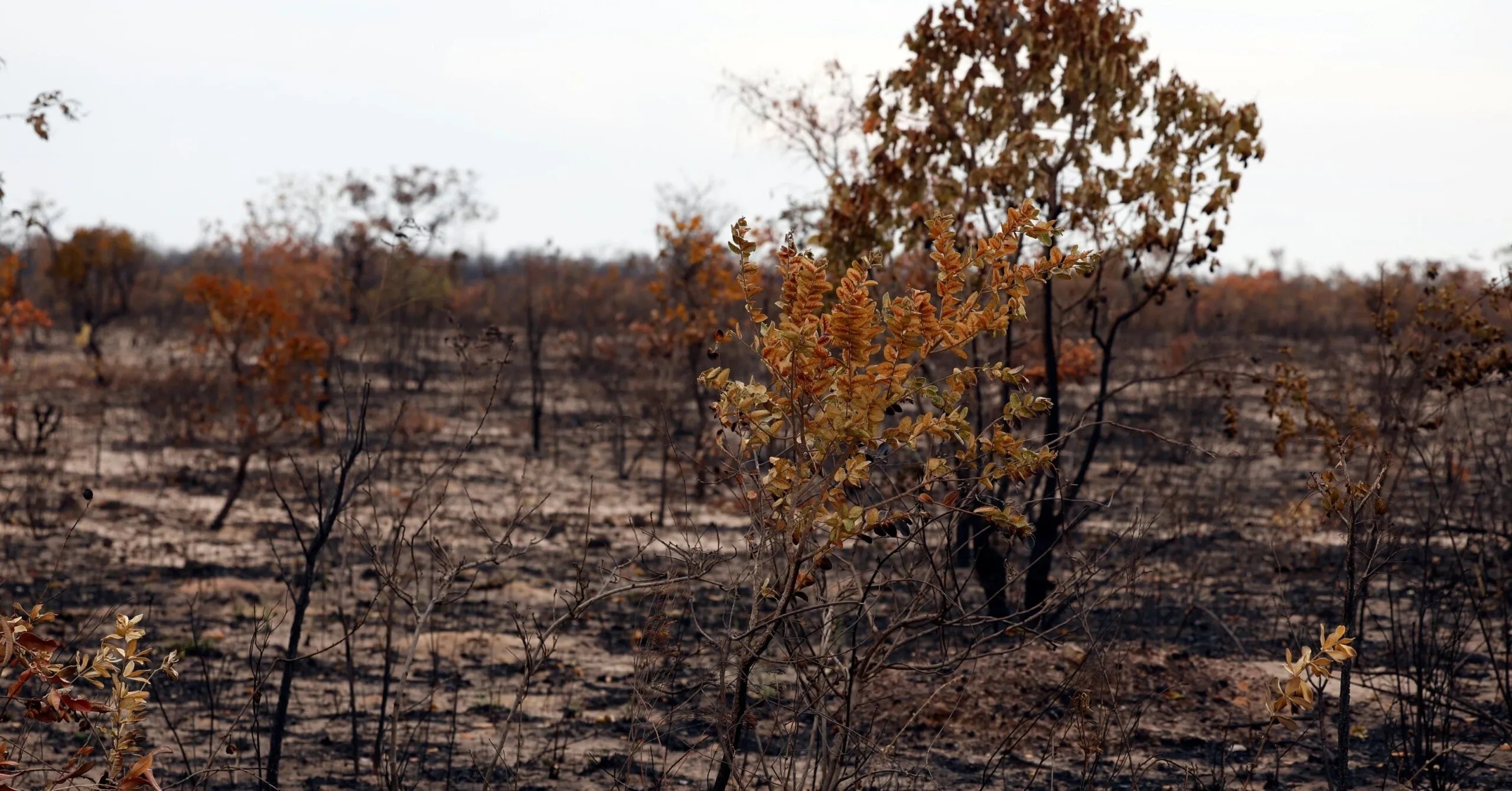 Crise climática